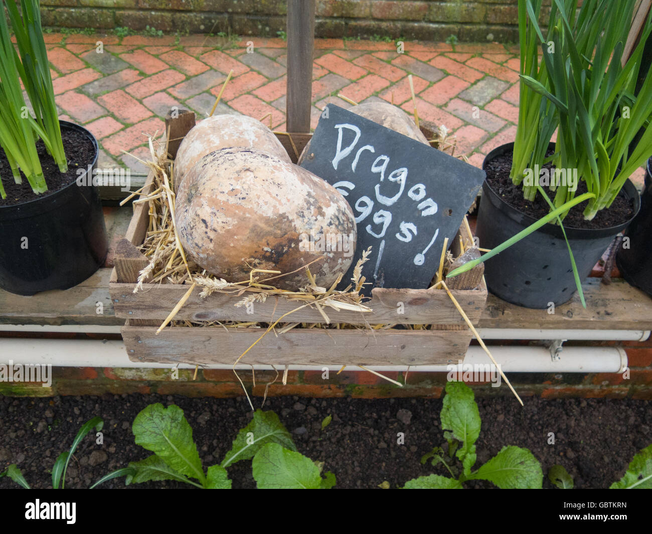 Dried Fruit of a Fig Leaf Gourd (Cucurbita ficifolia) with a Hand Written Slate Sign 'Dragon Eggs!' Stock Photo