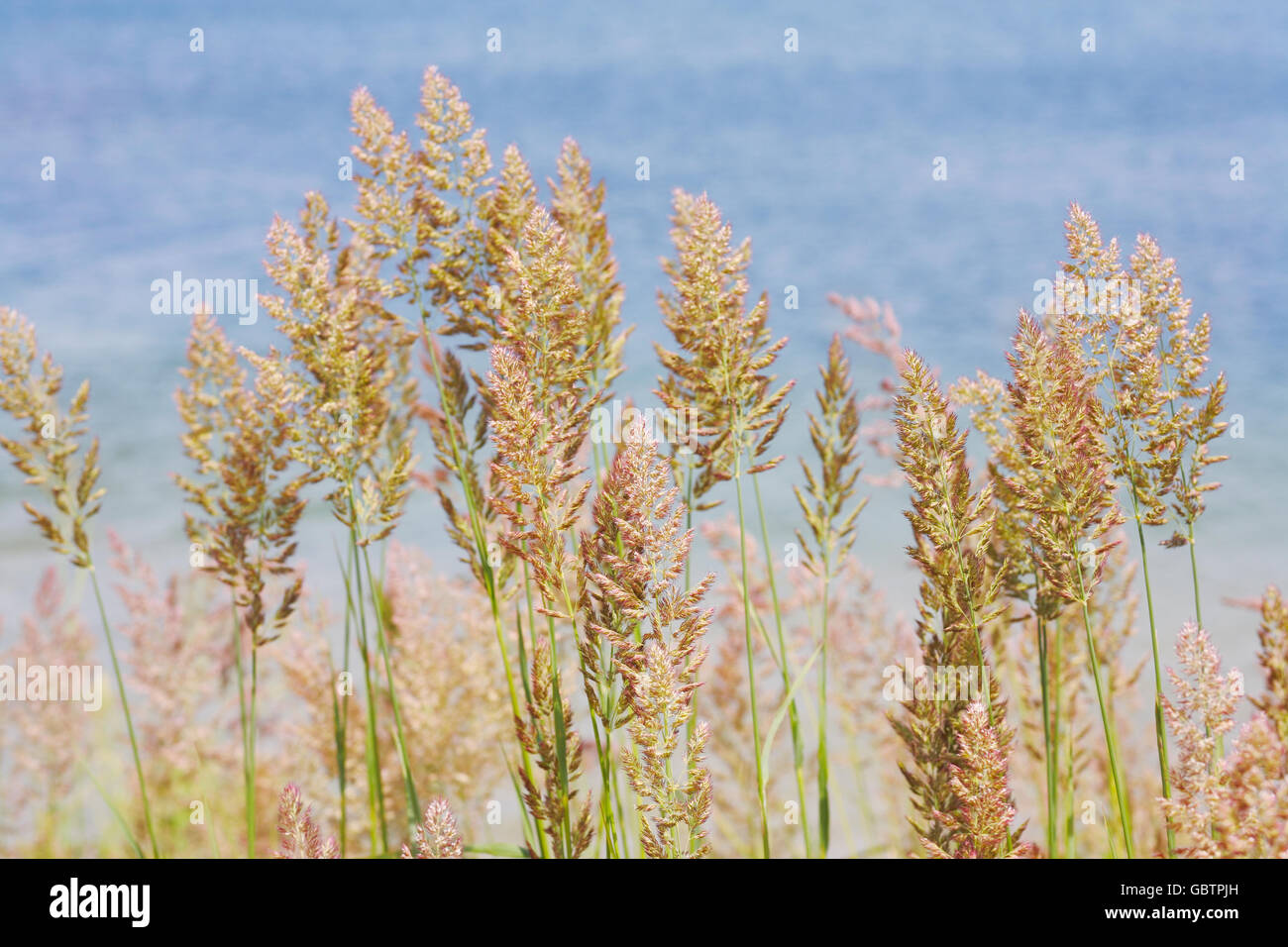 Reeds on the background of the pond Stock Photo