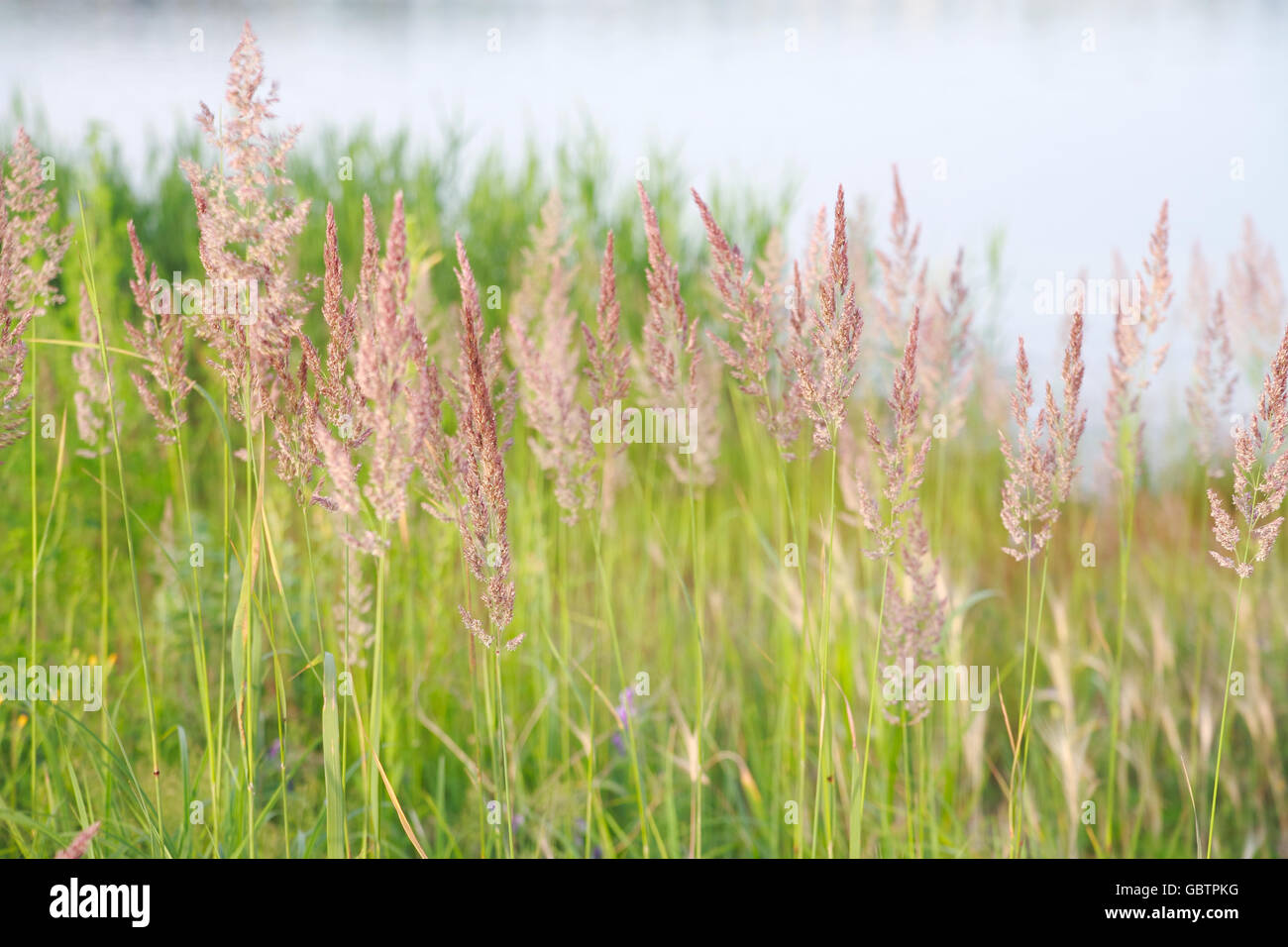 Reeds on the background of the pond Stock Photo