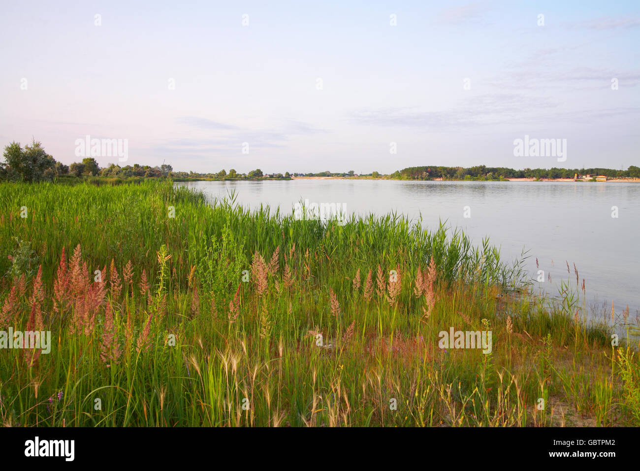 Natural landscape. Reeds on the lake in the evening Stock Photo