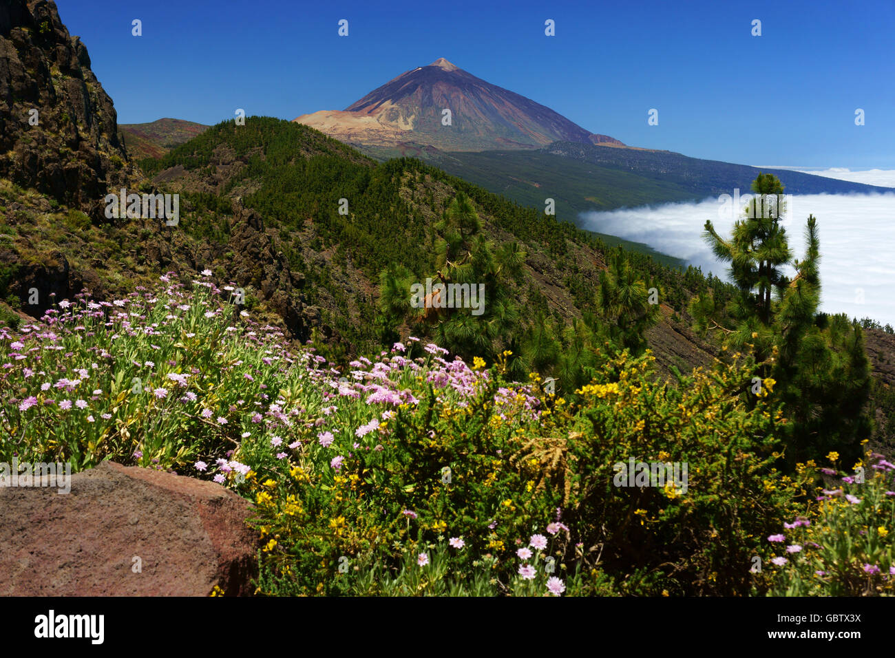 Wildflowers and Teide volcano, Teneriffe,, Canary Islands, Spain Stock Photo