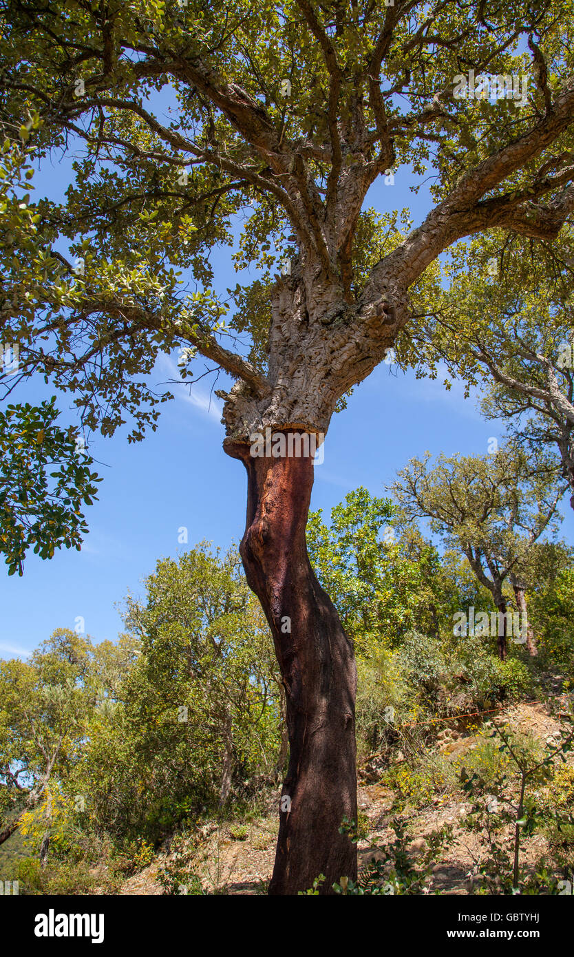 Cork oak (Quercus suber) trees growing in the Cantabrica region of Northern Spain ,showing where the bark  been removed. Stock Photo
