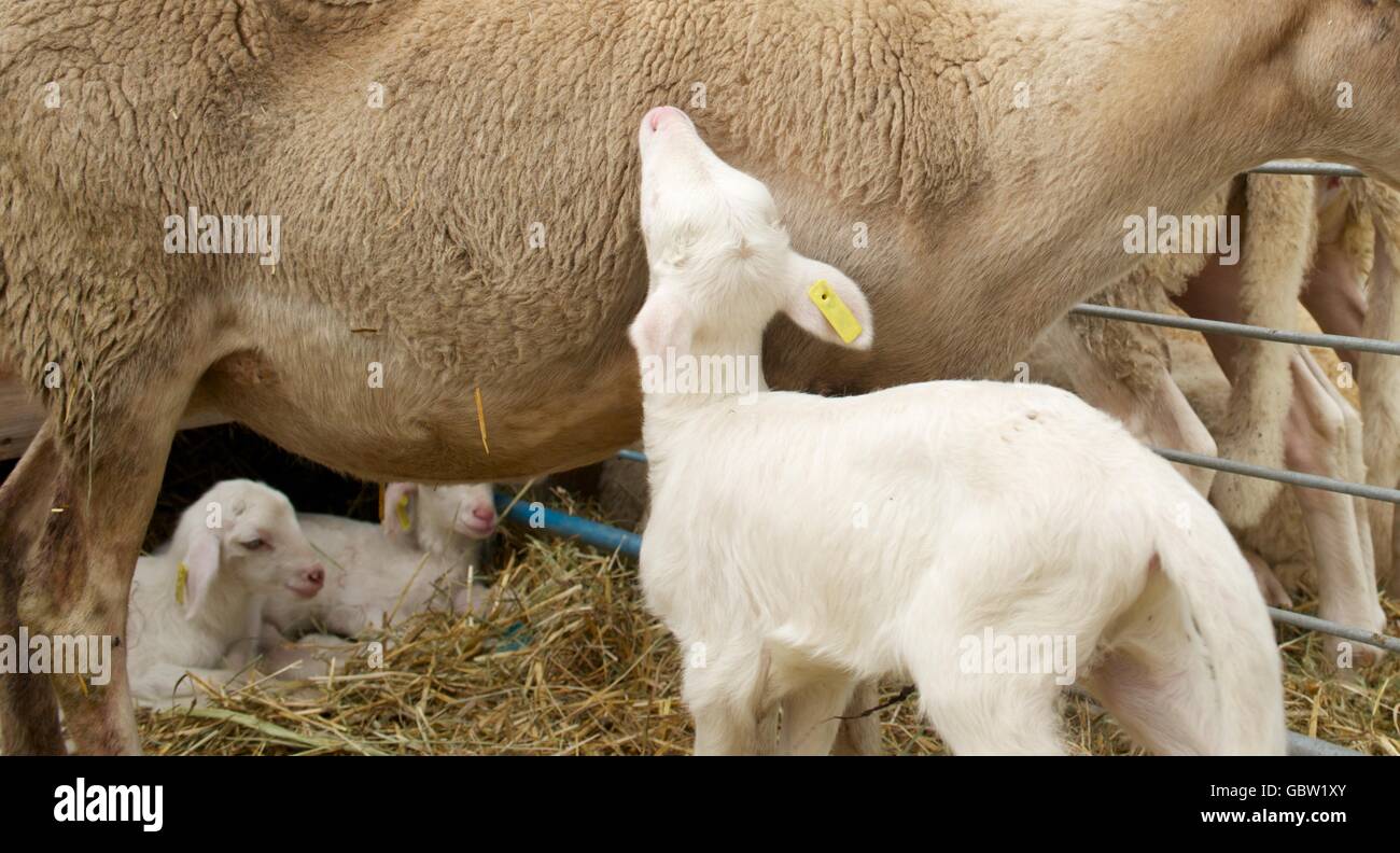 Lamb with his mother in a pen Stock Photo - Alamy