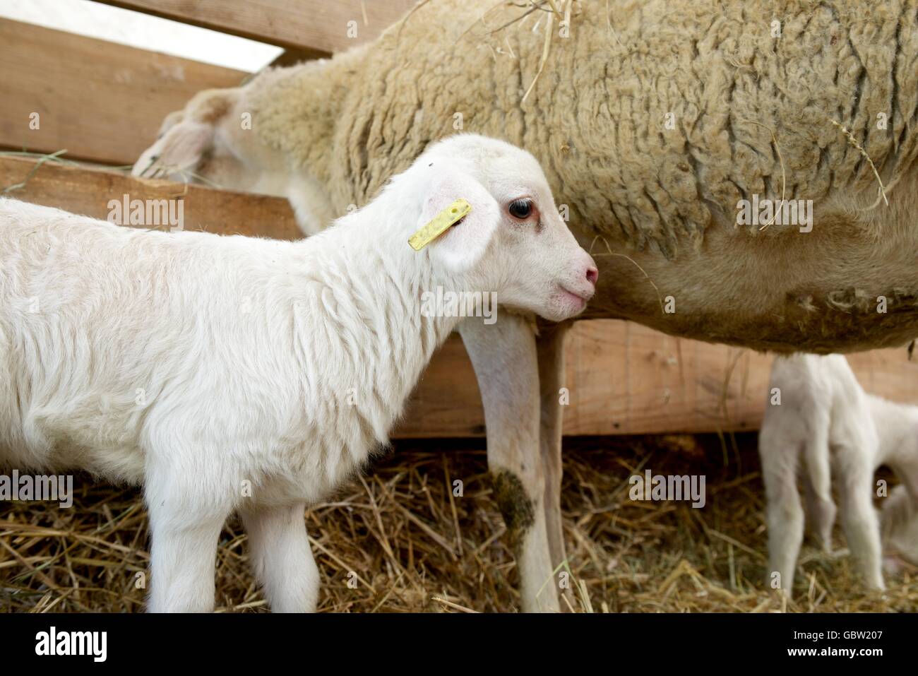 Lamb with his mother in a pen Stock Photo - Alamy