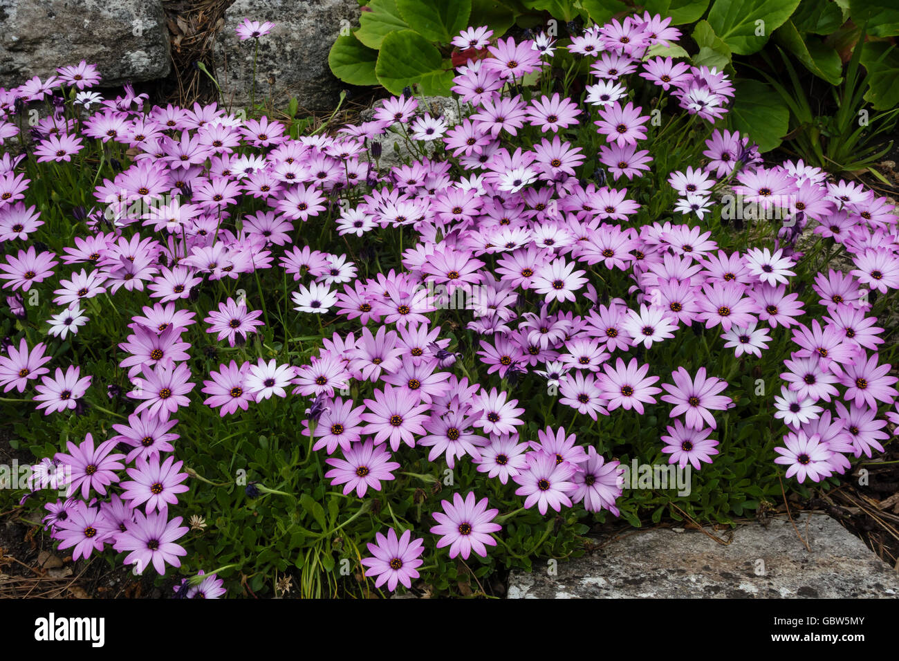 Osteospermum or African Daisy or South African Daisy in a UK garden (Asteraceae family) Stock Photo