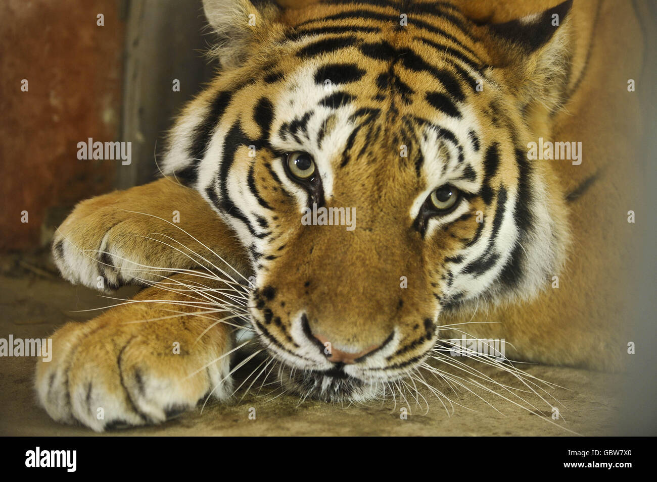 Tira the tiger in her hide at Noah's Ark Zoo Farm, Somerset where she was allowed out of her cage for the first time. Stock Photo