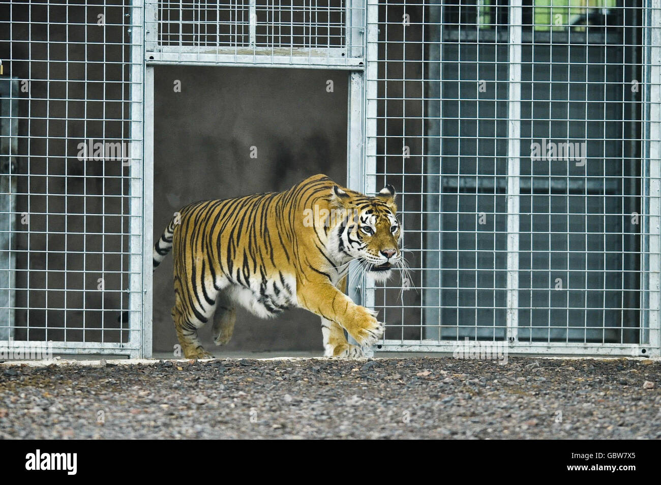 Tira the tiger in her hide at Noah's Ark Zoo Farm, Somerset where she was allowed out of her cage for the first time. Stock Photo