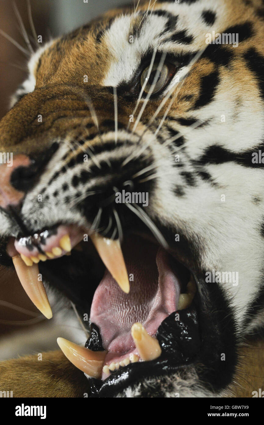 Tira the tiger Stock Photo