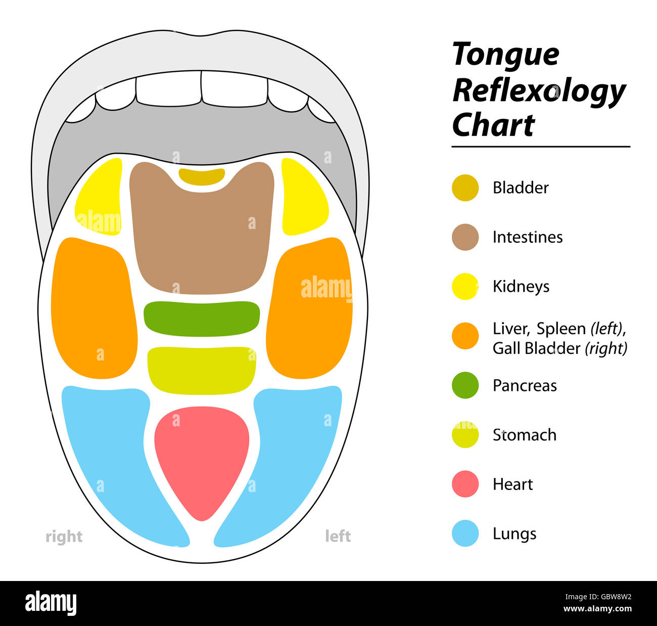 Tongue diagnosis chart with reflexology areas of the corresponding internal organs. Stock Photo