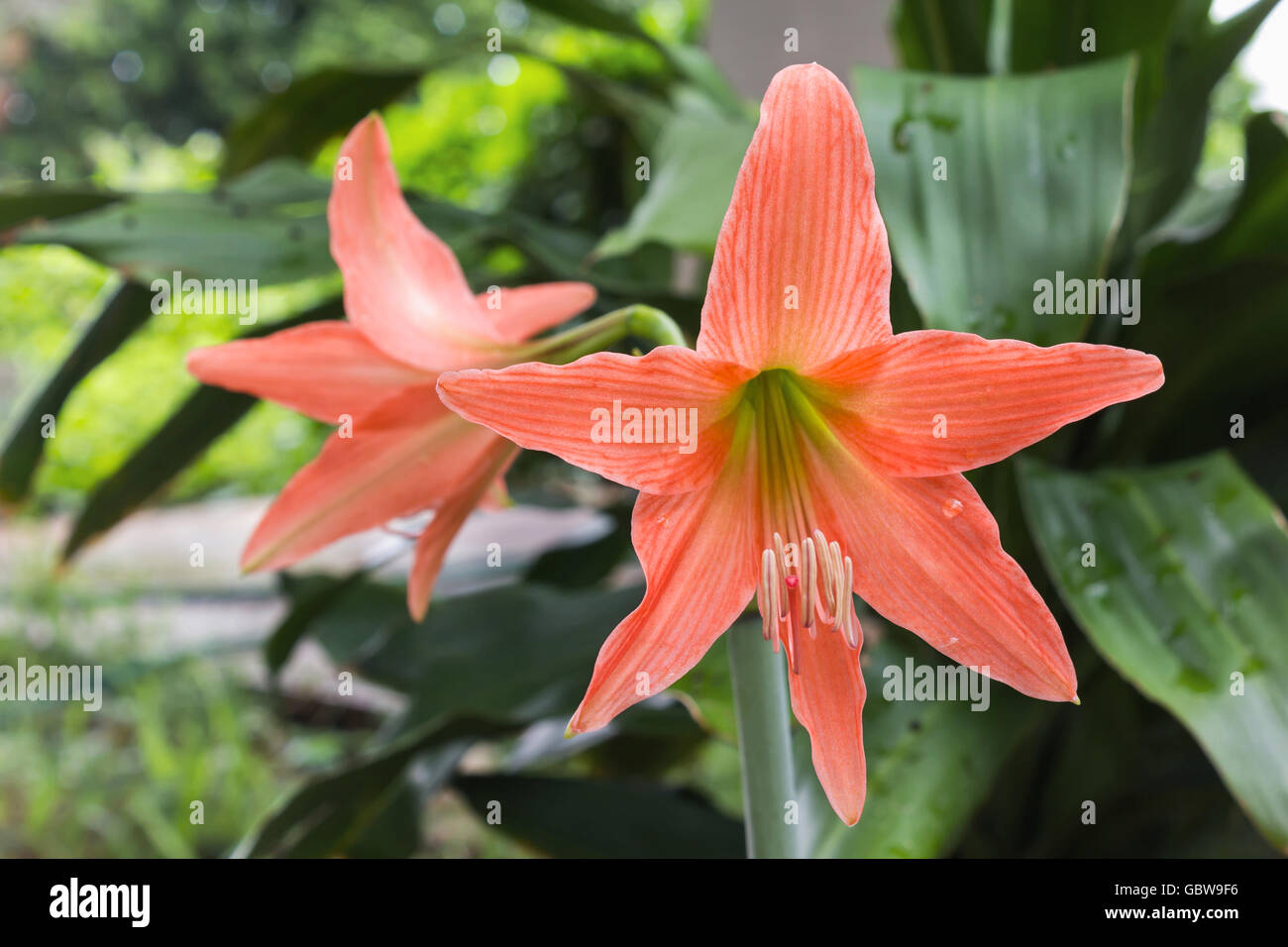 orange amaryllis flower