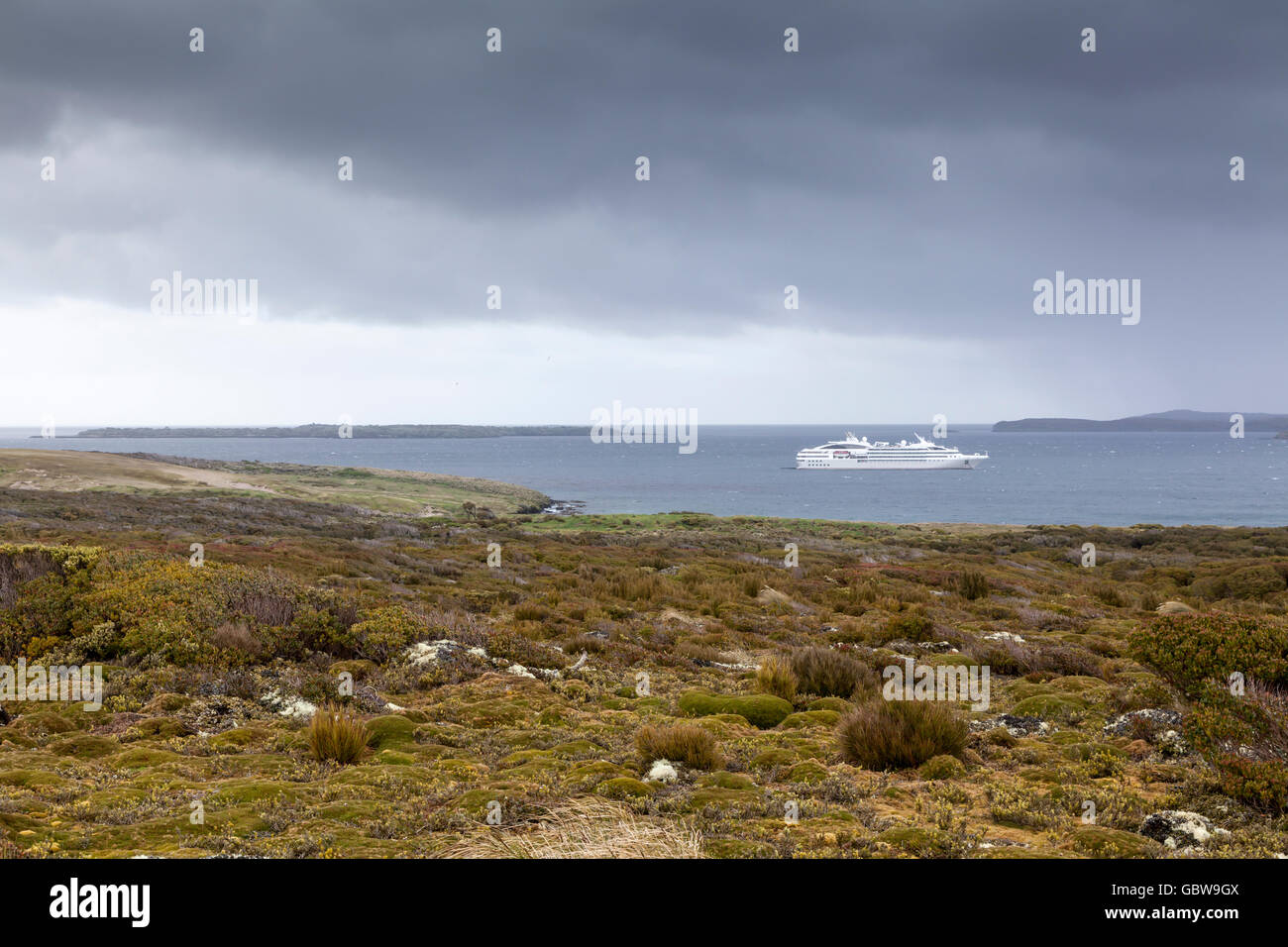 Field of megaherbs with French expedition ship Le Soleal in the background, Enderby Island, Auckland Islands, New Zealand Stock Photo