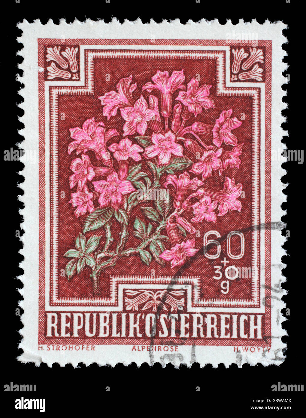 Stamp printed by Austria, shows Alpen Rose (Rhododendron hirsutum), circa 1948 Stock Photo