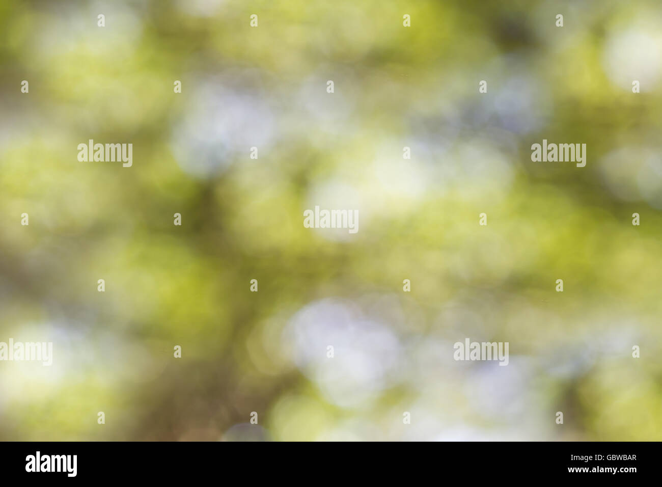 Dreamy soft glow romantic mood  abstract sparkle green and white background Stock Photo