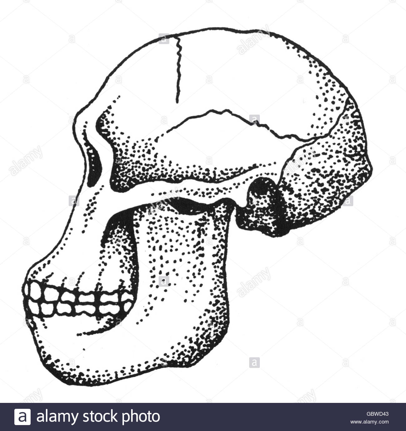 Australopithecus reconstruction
