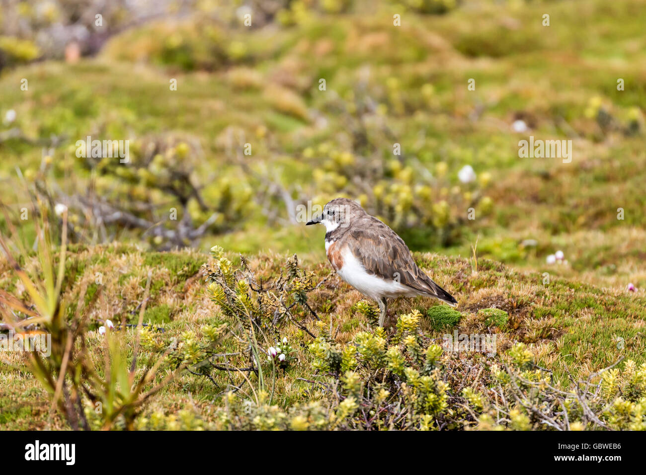 The Auckland Island banded dotterel Sandy Bay, Enderby Island, Auckland ...