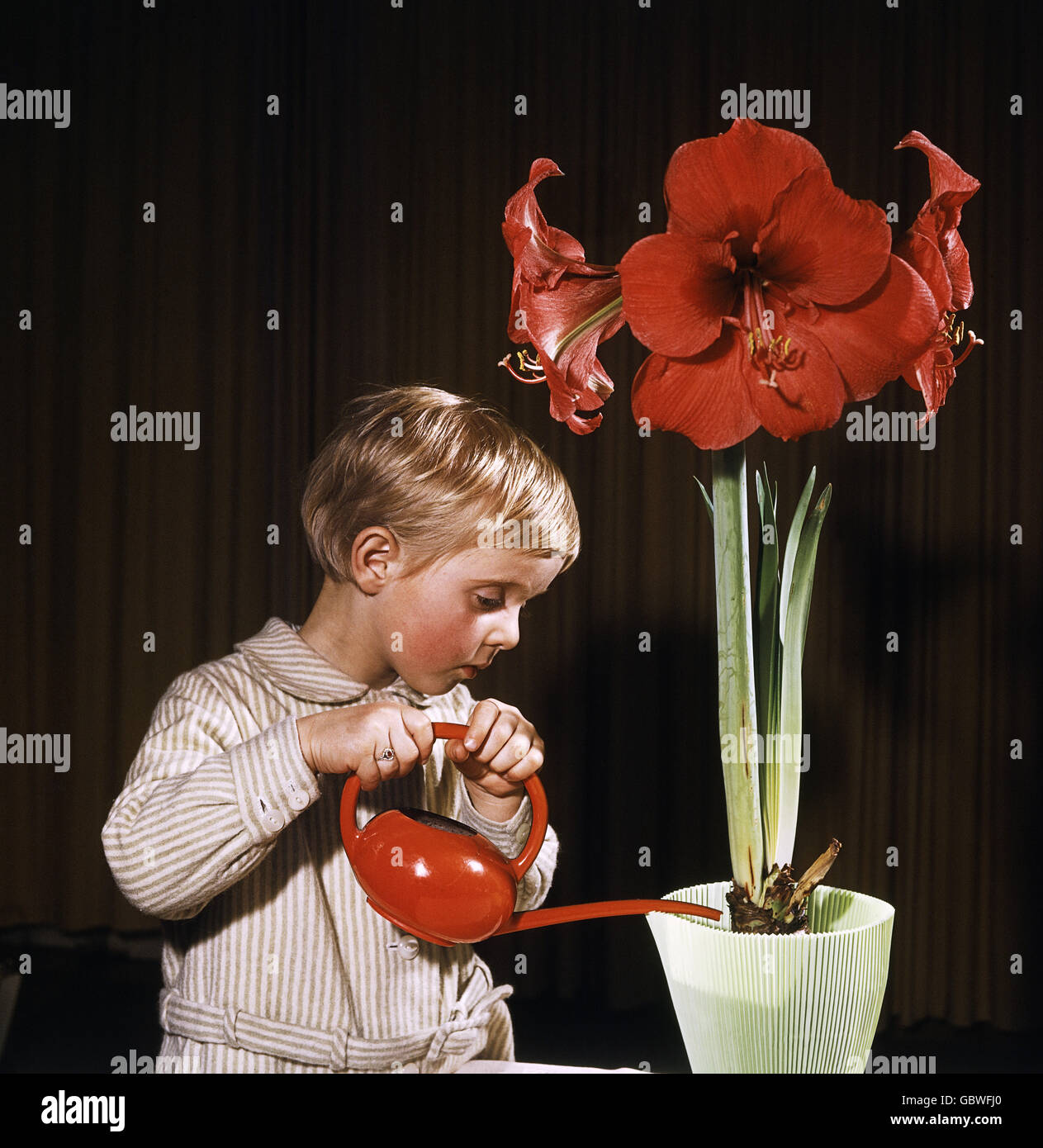 household, watering flowers, girl is watering flower, 1960s, , Additional-Rights-Clearences-Not Available Stock Photo