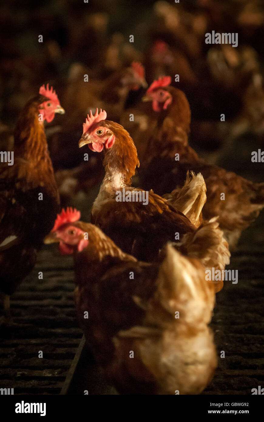 Former battery hens awaiting rehousing on a farm in East Sussex. Stock Photo