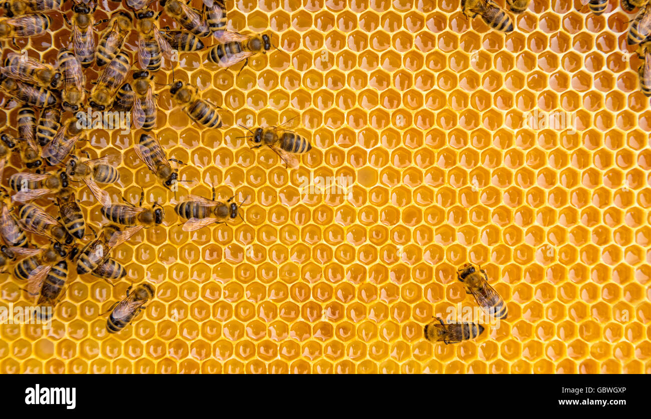 Bit of Honey