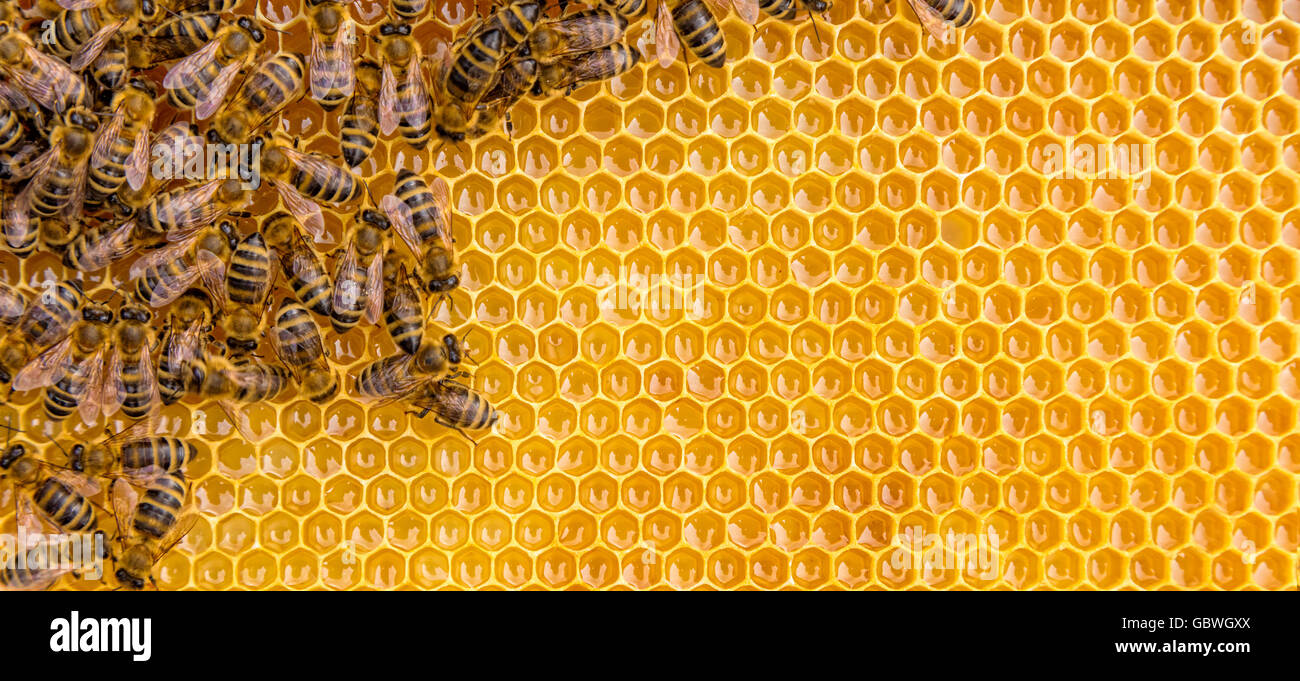 Close up view of the working bees on honey cells, copyspace for text Stock Photo