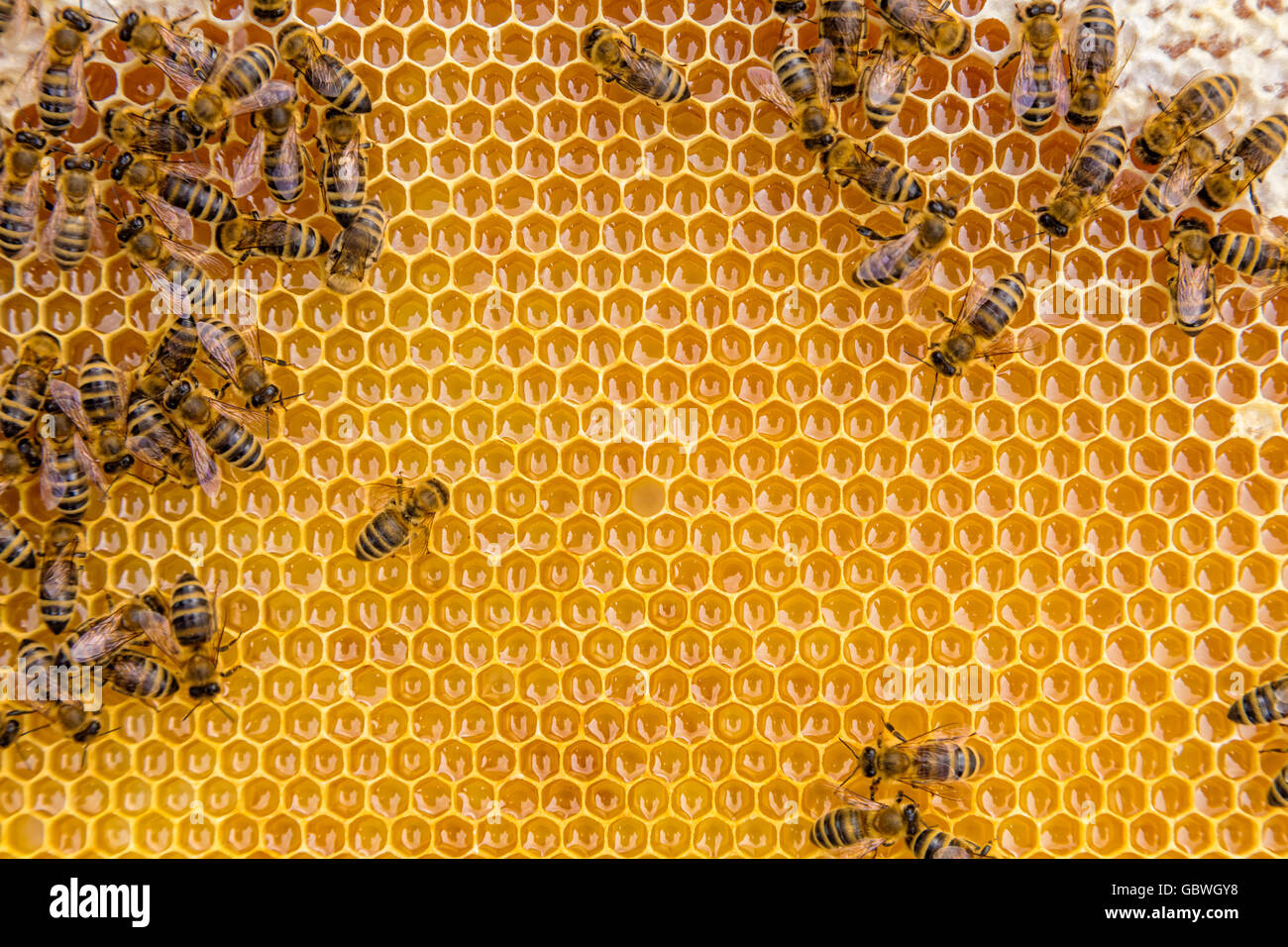 Close up view of the working bees on honey cells, copyspace for text Stock Photo
