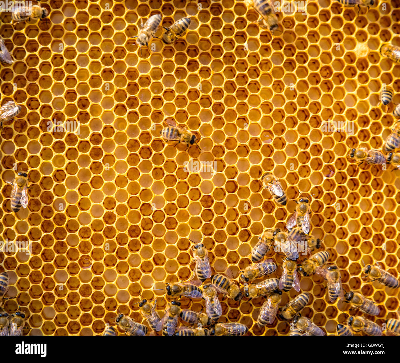 Honeycomb honey bee close up hi-res stock photography and images - Alamy