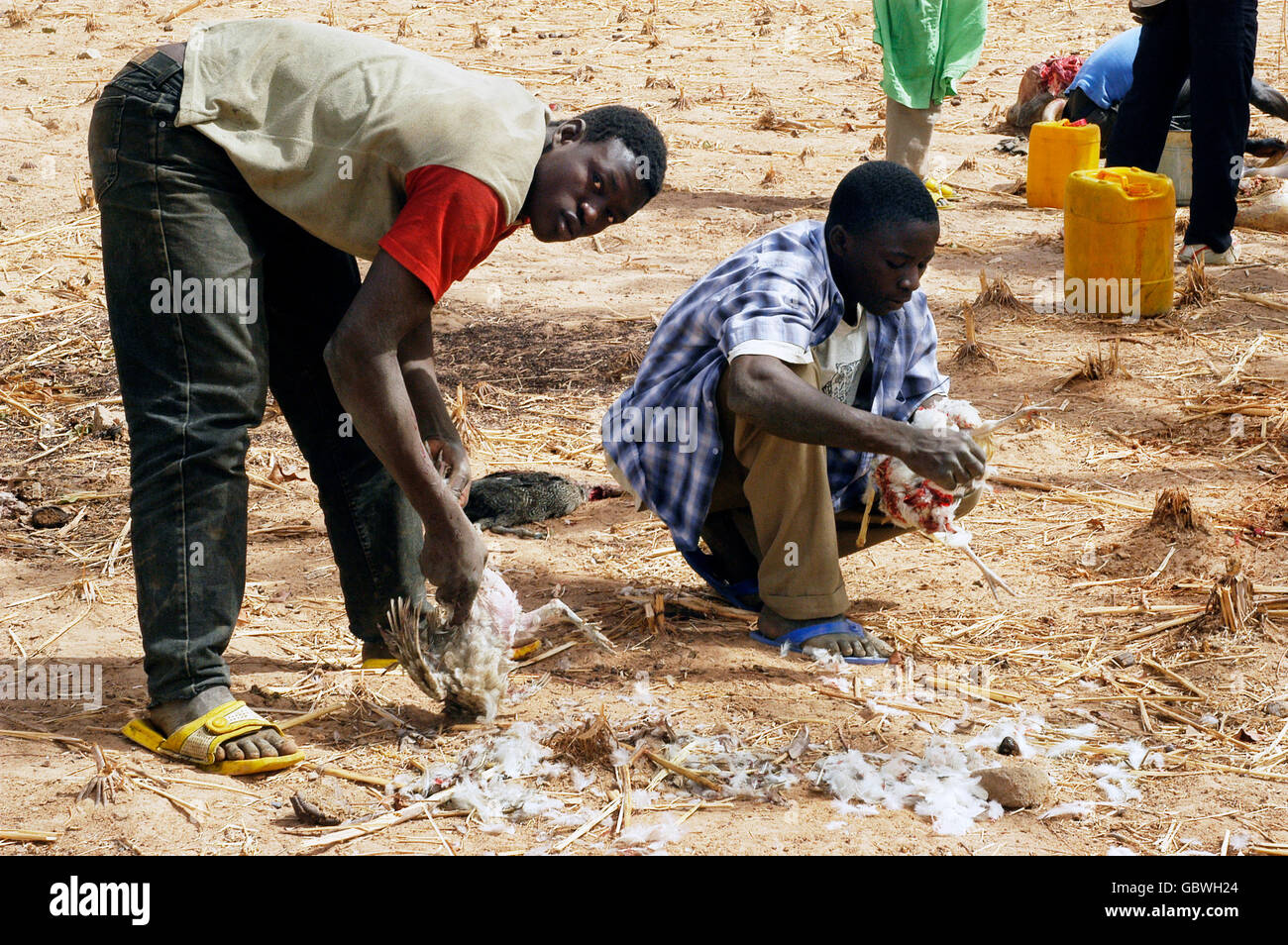 Two young men from the village of Kokemnoure pluck chickens in anticipation of a village festival Stock Photo