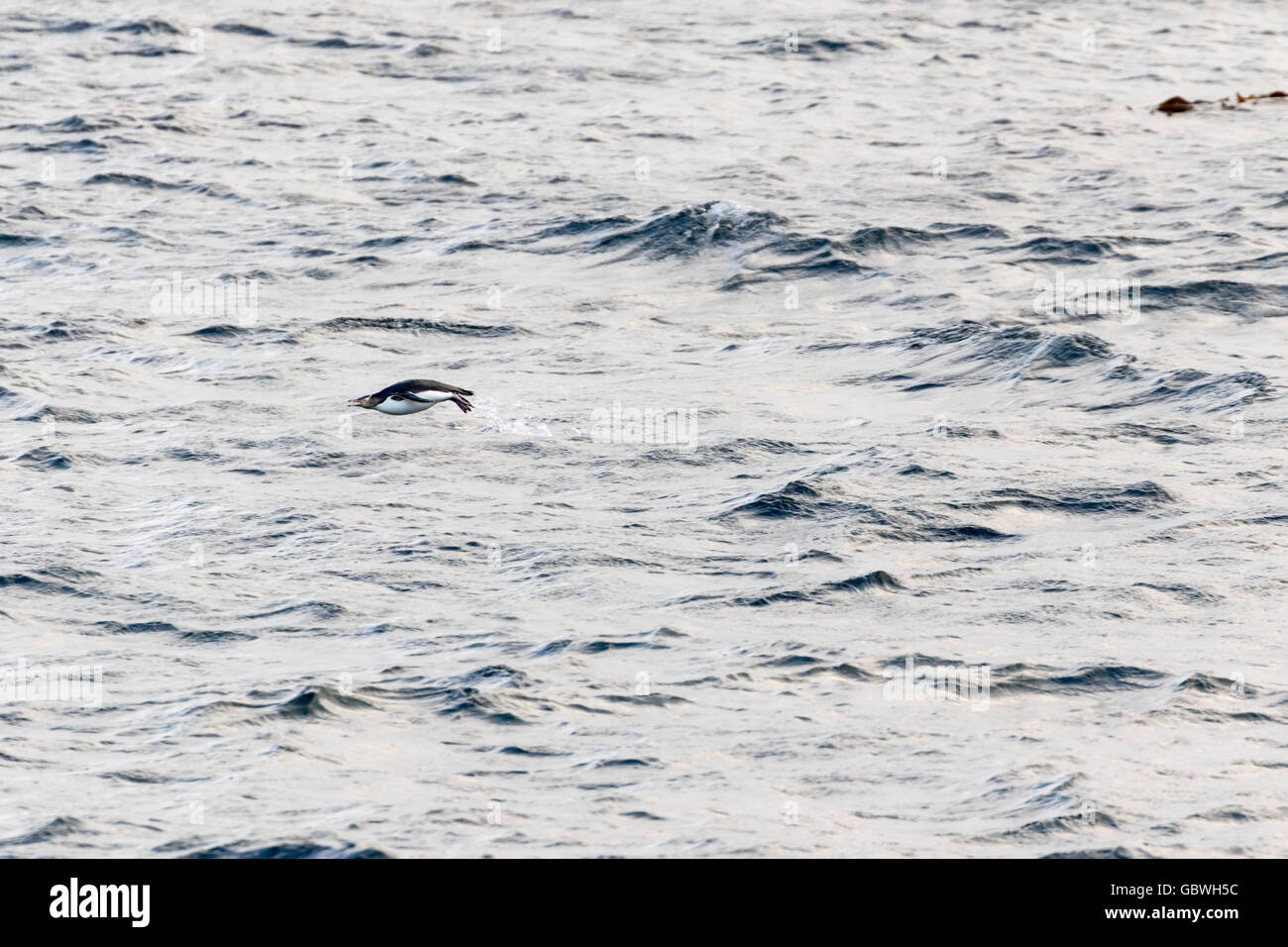 Porpoising yellow eyed penguin at Enderby Island, Auckland Islands, New Zealand sub-Antarctic Stock Photo