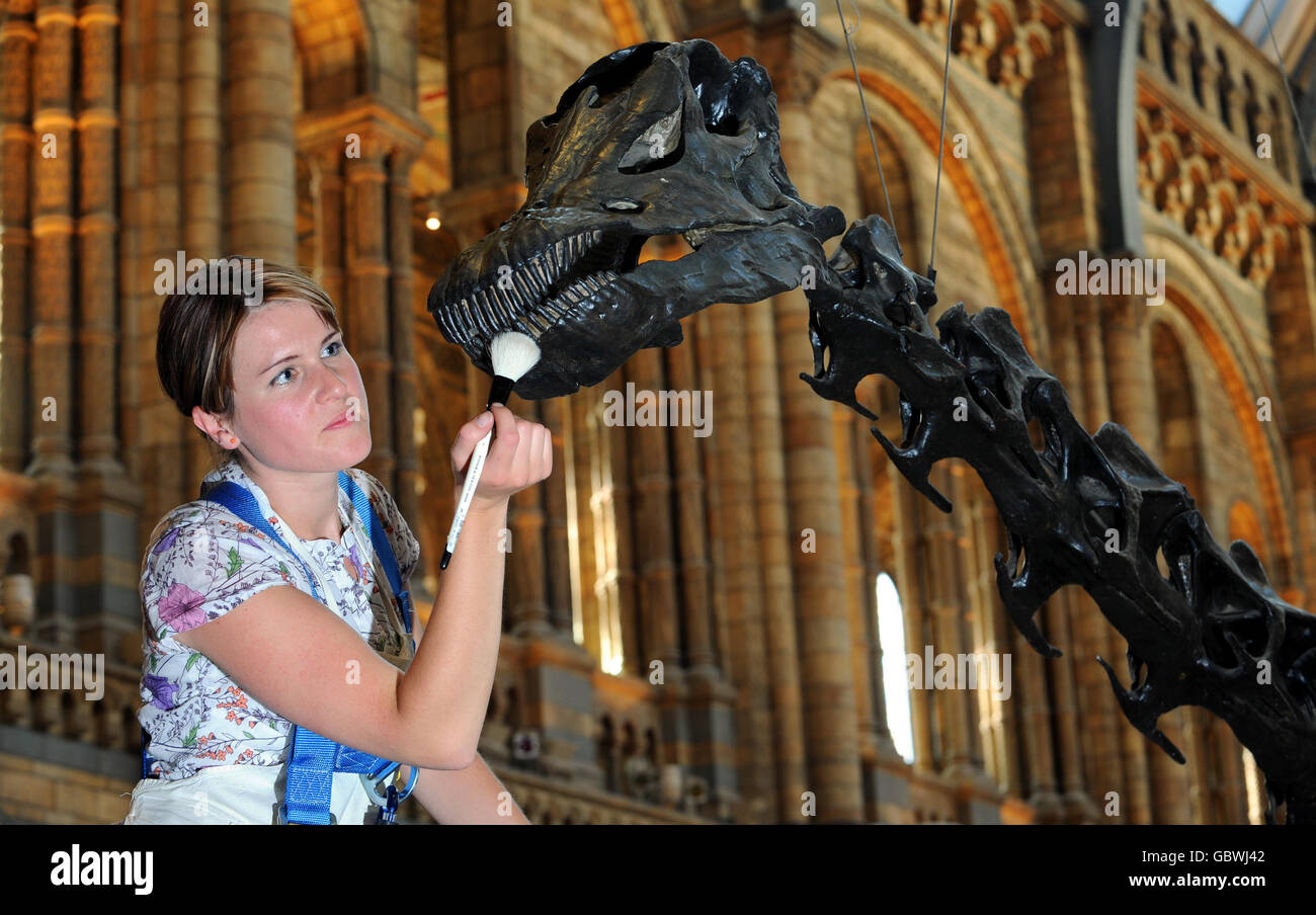 Conservator Helen Weir gives an annual clean to the Diplodocus skeleton in the central hall of the Natural History Museum, London, on Monday June 22. Stock Photo