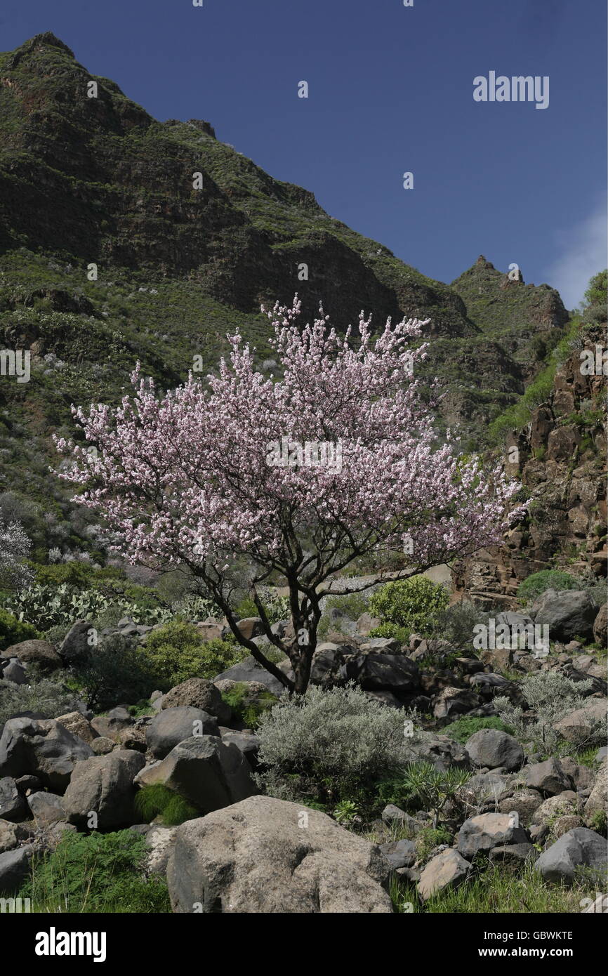 Almont Tree with springflowers in the Barranco de Guayadeque in the Aguimes valley on the Canary Island of Spain in the Atlantic Stock Photo