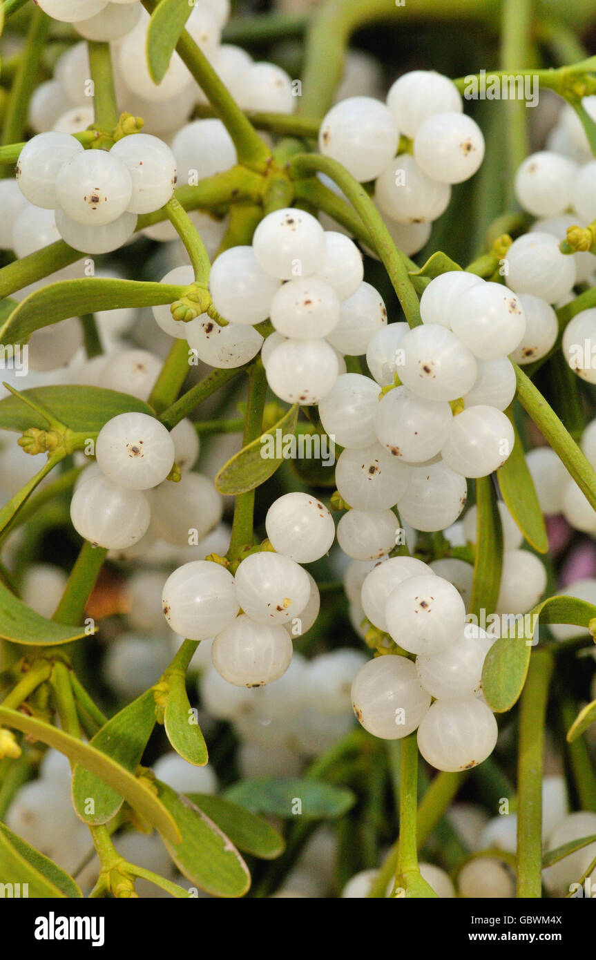 Berries of Mistletoe, Viscum album, Fira de Santa Llúcia, Ciutat Vella district, Barcelona, Catalonia, Spain Stock Photo