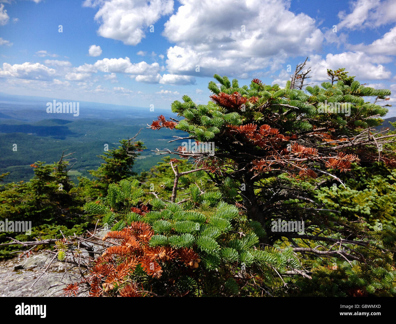Fragile vegetation on top of mountain Abraham in Vermont Stock Photo
