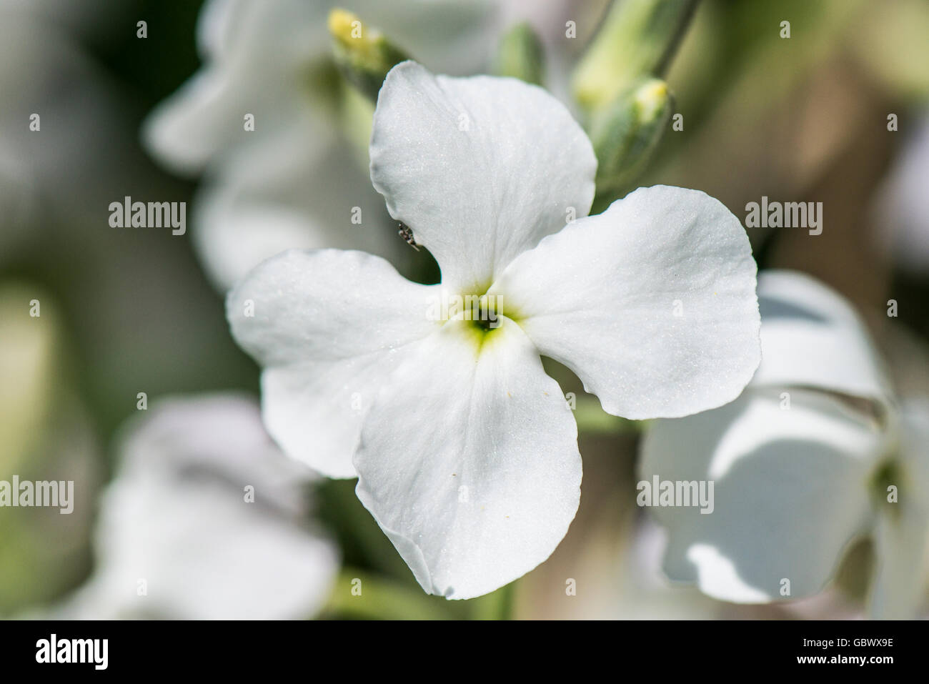 A close up the flower of a white night-scented stock (Matthiola longipetala) Stock Photo