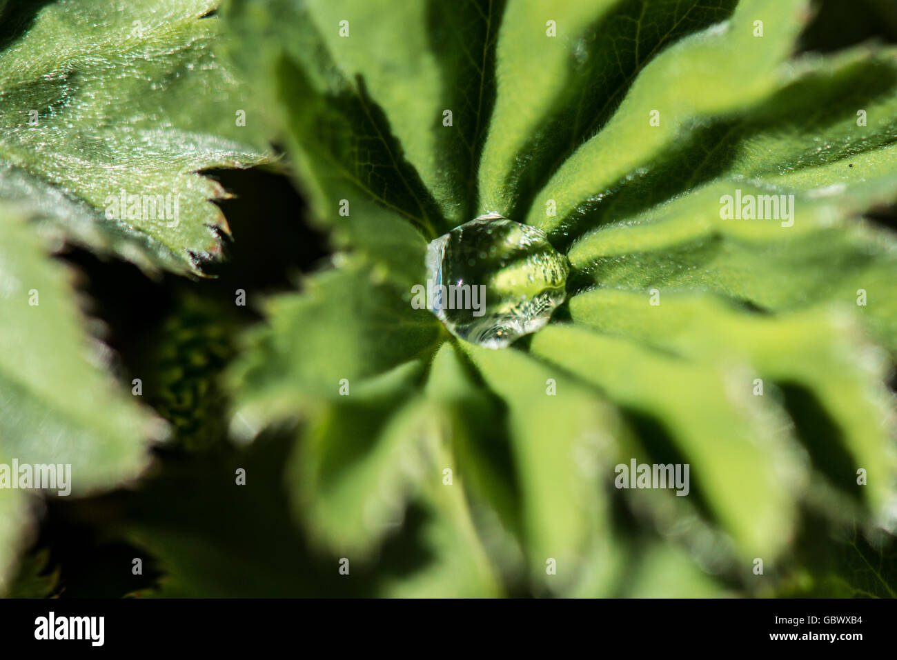 A close up of a water droplet on the leaf of a Lady's mantle (Alchemilla mollis) Stock Photo