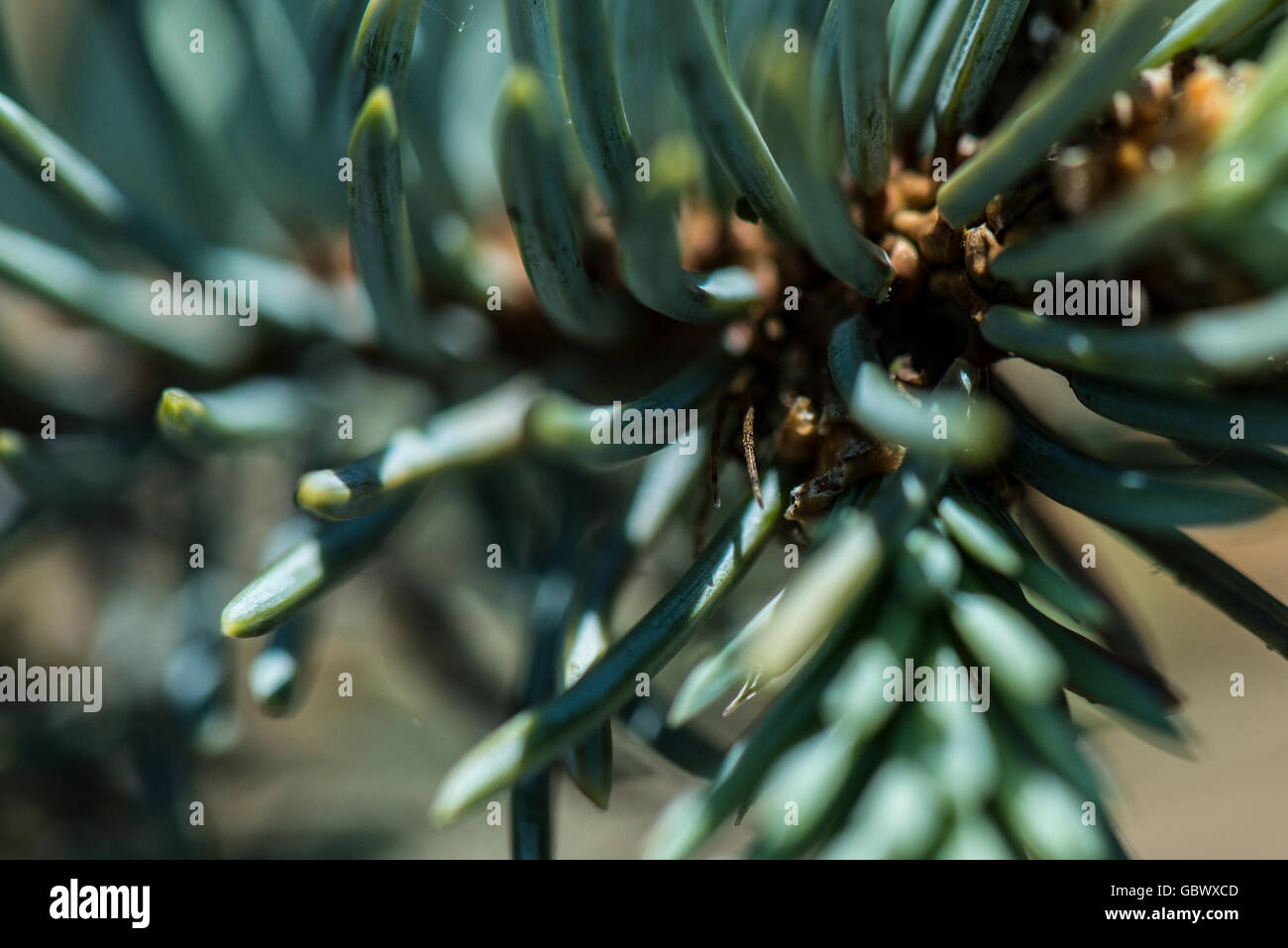 A close up of the leaves of a blue spruce (Picea pungens) with the legs of a hidden spider just visable Stock Photo