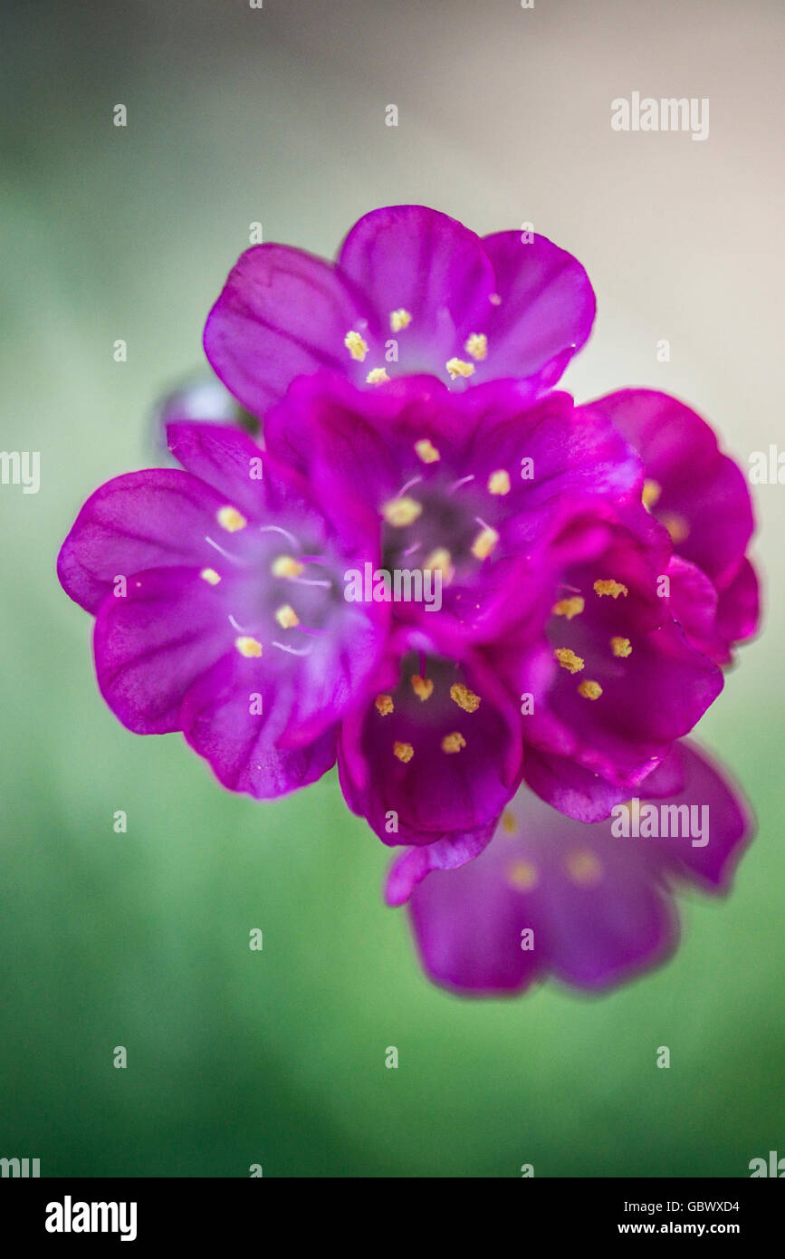 A close up of the flowers of a sea pink (Armeria maritima) Stock Photo