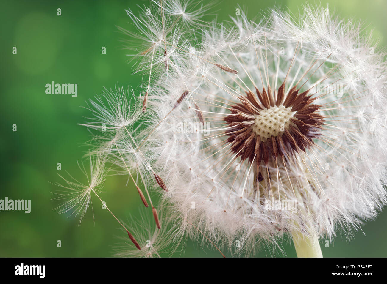 Dandelion seeds in the morning sunlight blowing away across a fresh green background Stock Photo