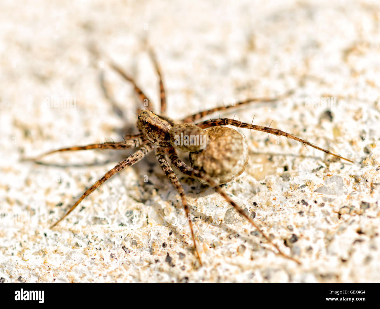 Small Spider Close Up macro image. Stock Photo