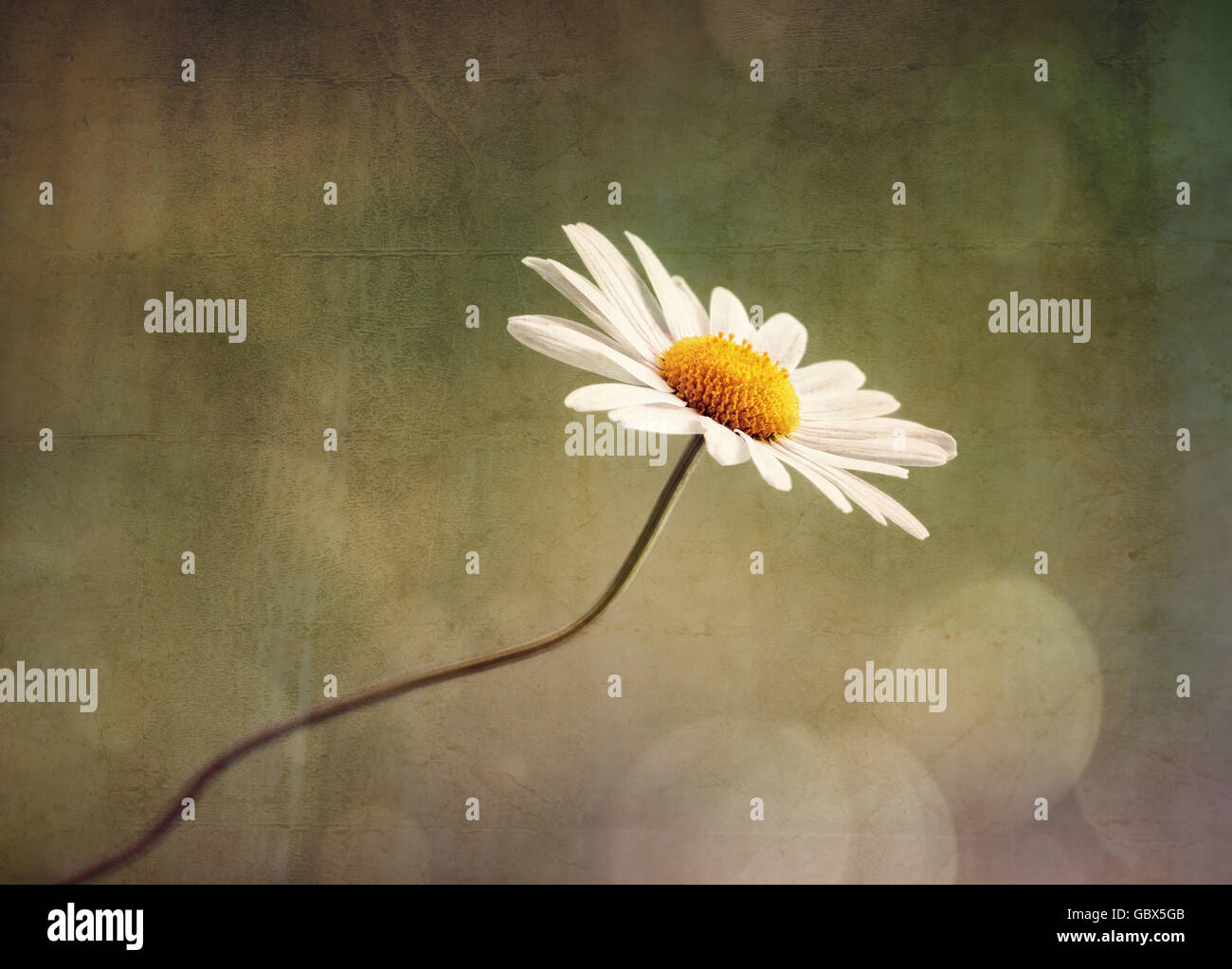 Daisy or camomile nature background Stock Photo