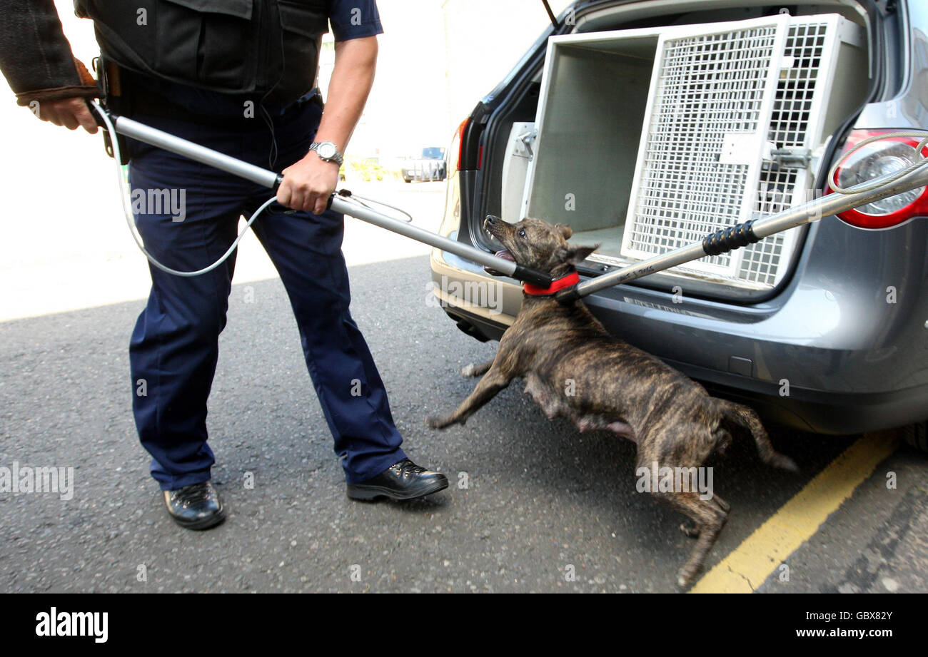 Police raids on dangerous dogs Stock Photo Alamy