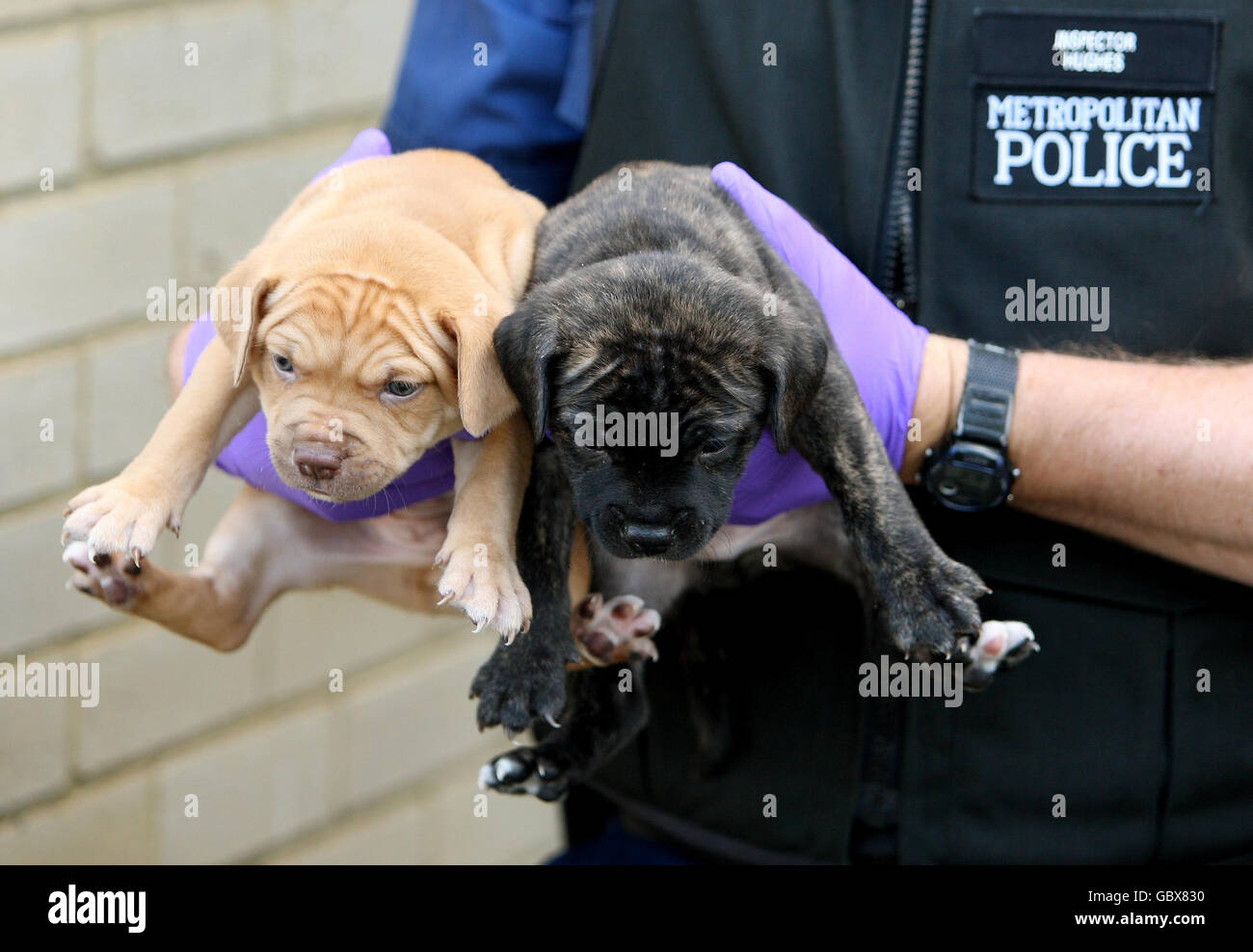 Metropolitan Police dog handlers remove pitbull puppies during a raid on an address in Kennington, south London, as part of operation Navara, targeting dangerous dogs. Stock Photo
