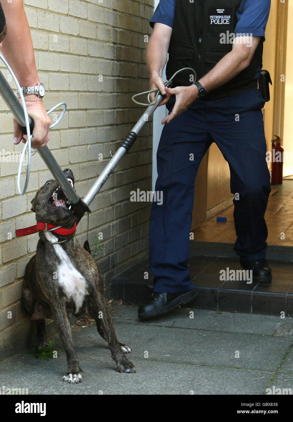 Metropolitan Police dog handlers remove a pitbull during a raid on an address in Kennington, south London, as part of operation Navara, targeting dangerous dogs. Stock Photo