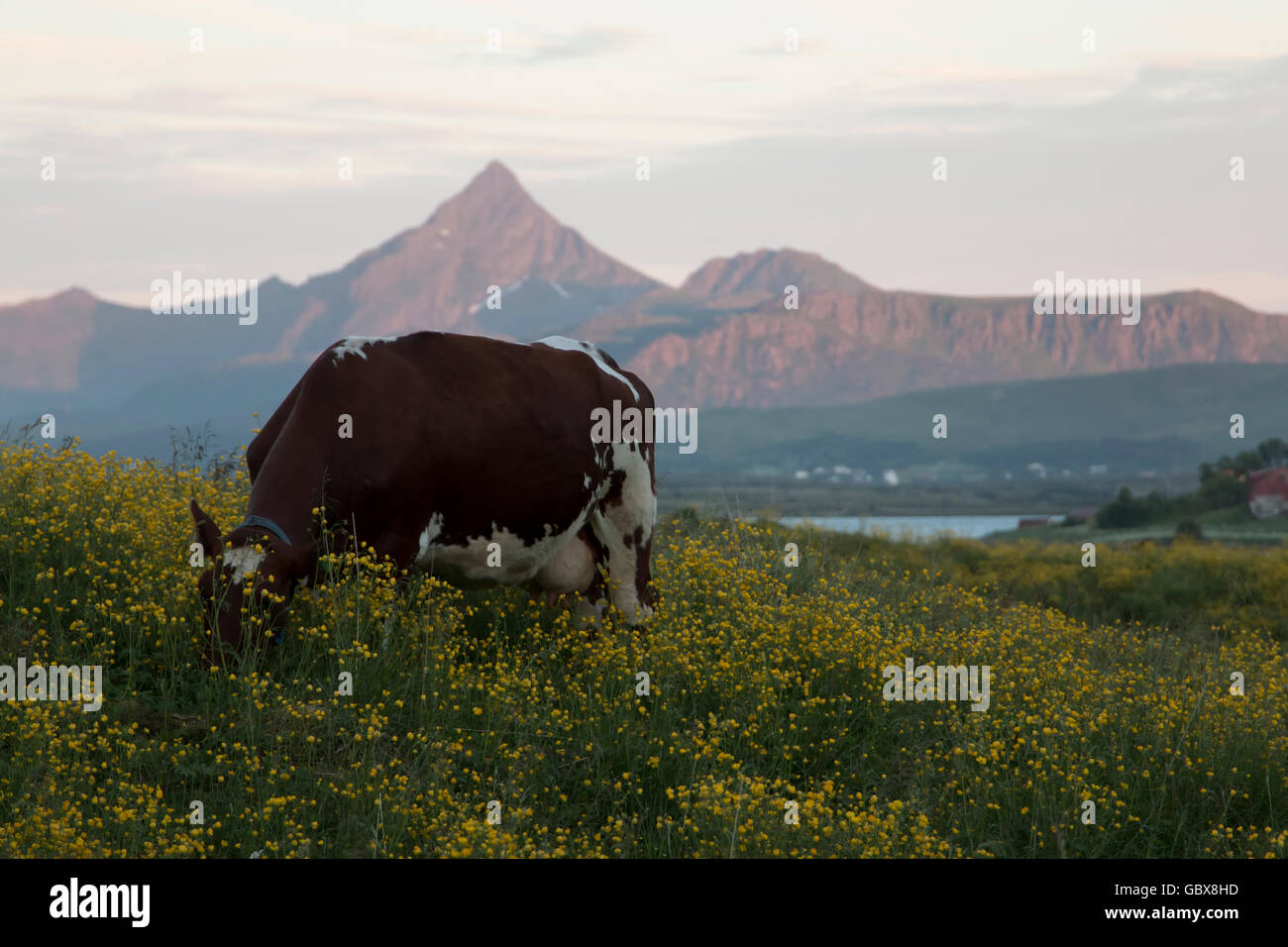 Cow grazing in field with mountain in background. Stock Photo