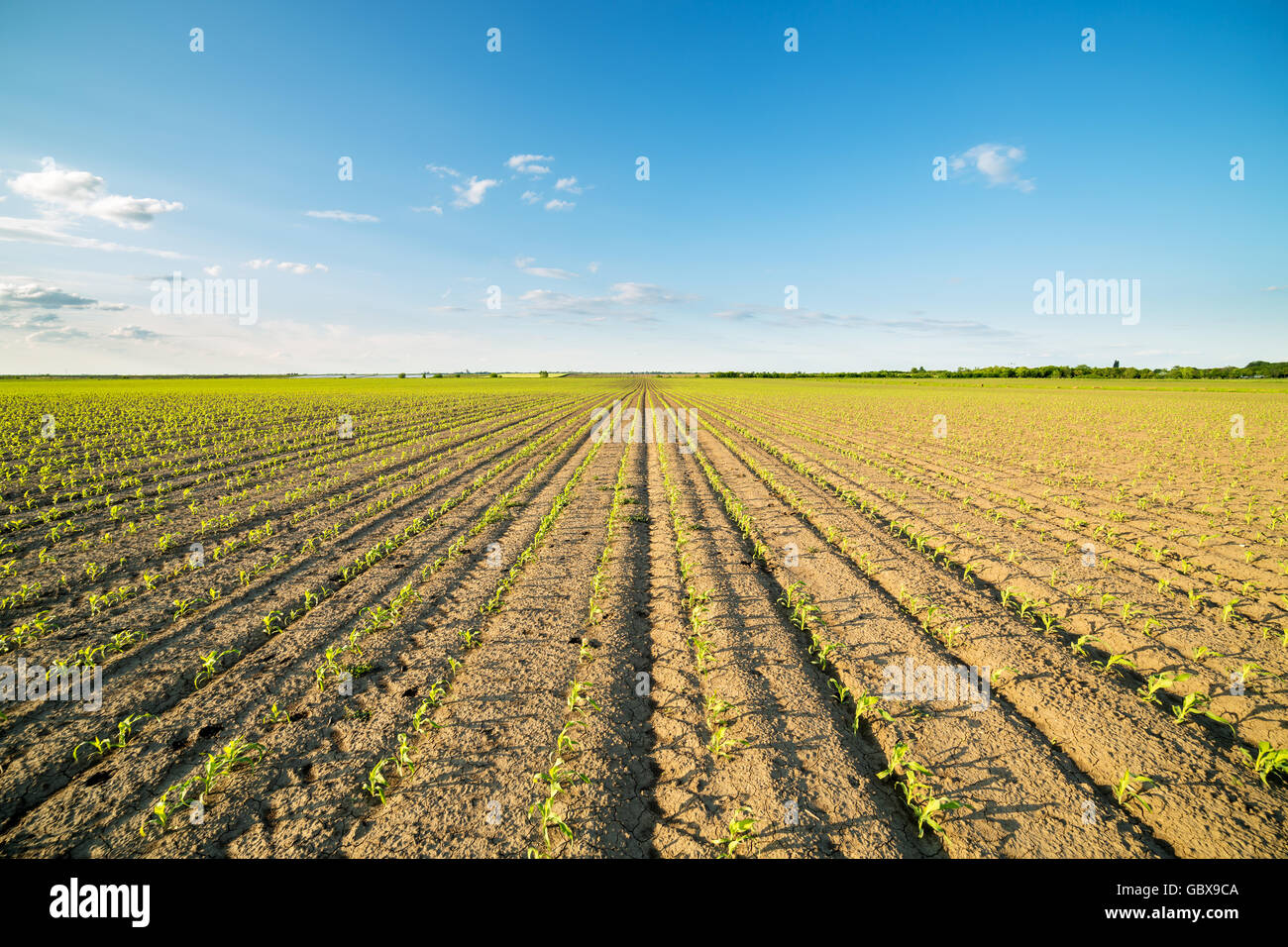 Green corn maize field in early stage Stock Photo - Alamy