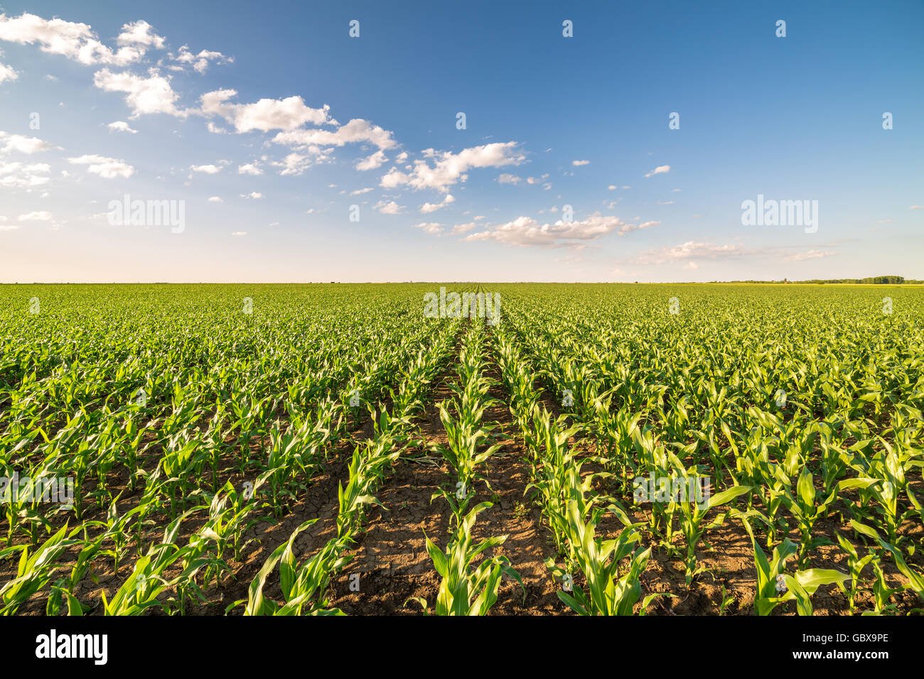 Green corn maize field in early stage Stock Photo - Alamy