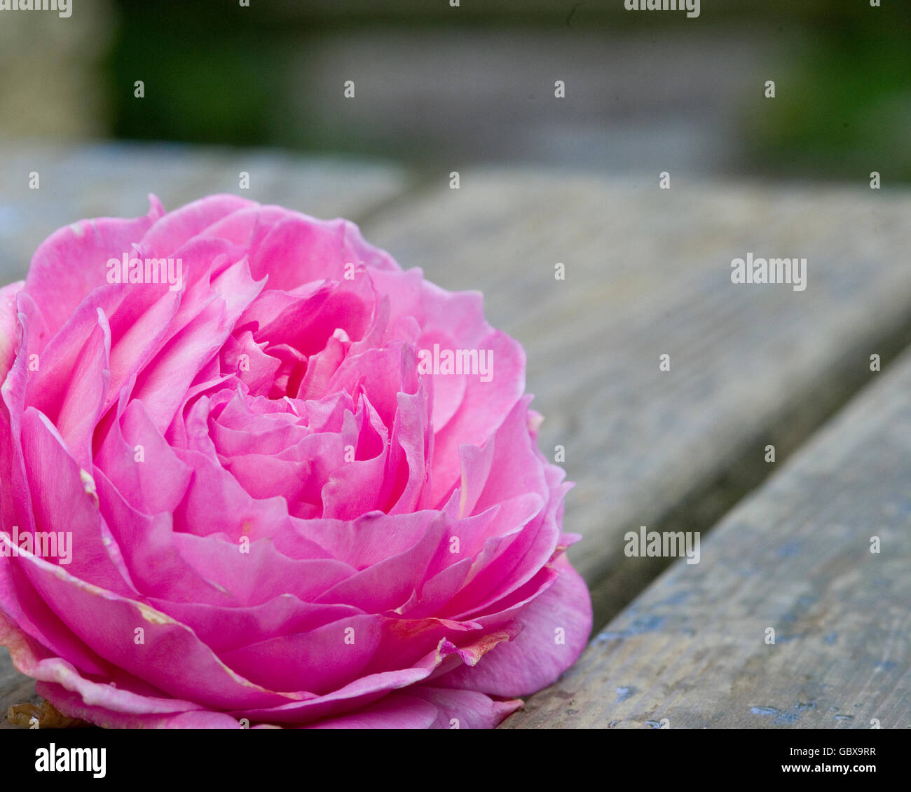 punk rose with space for writing Stock Photo