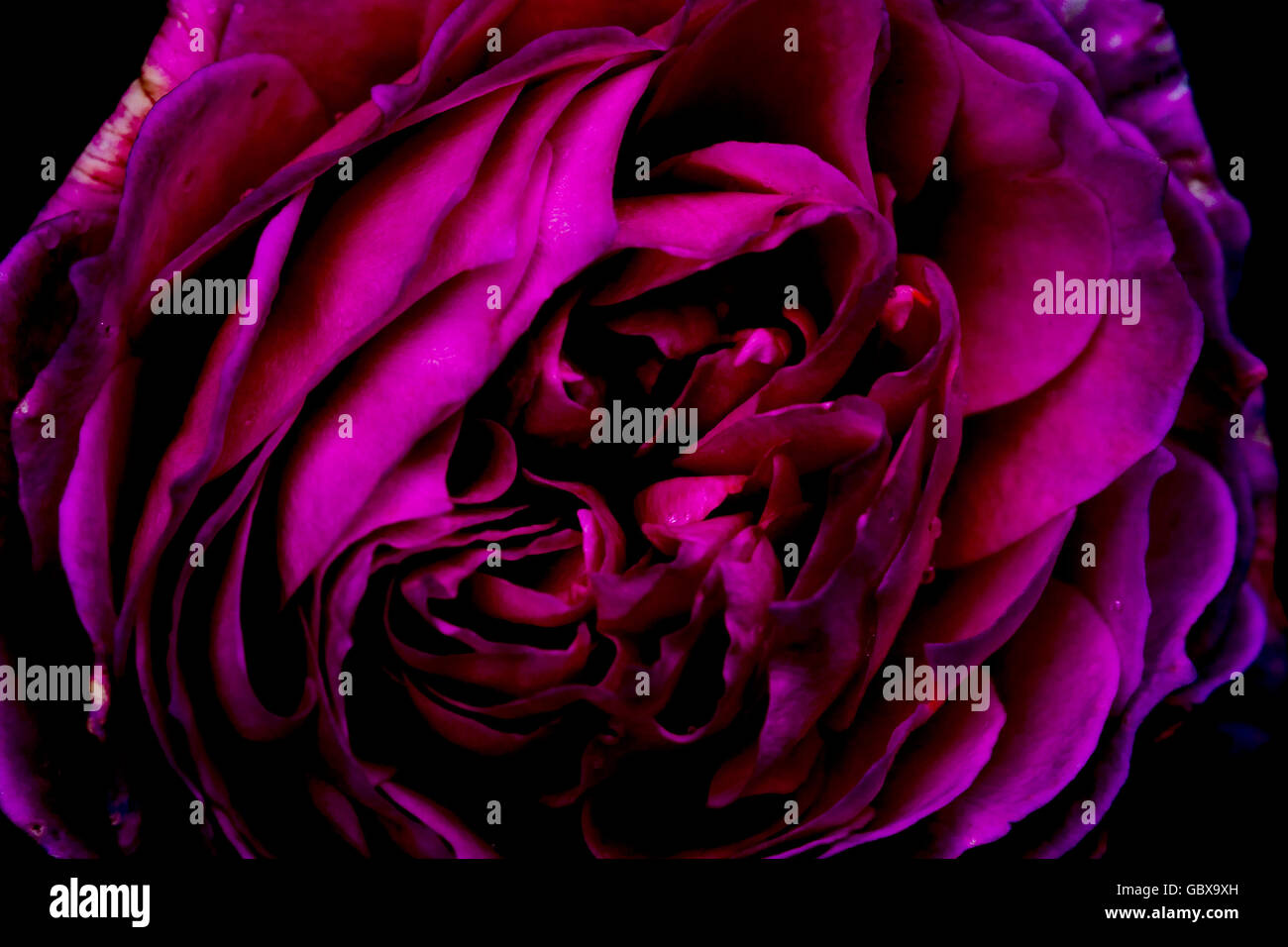 pink/purple rose Stock Photo Alamy