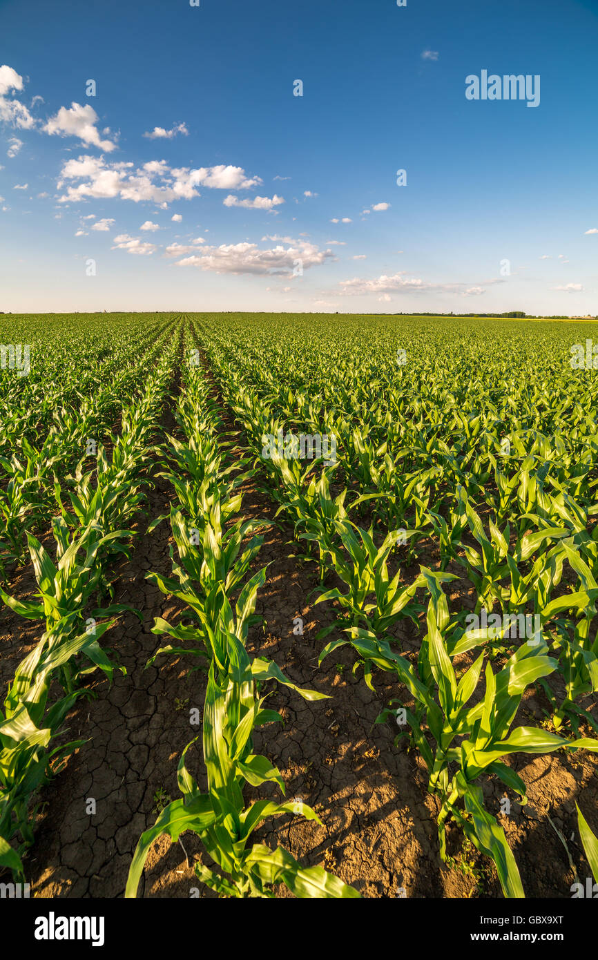 Green corn maize field in early stage Stock Photo - Alamy