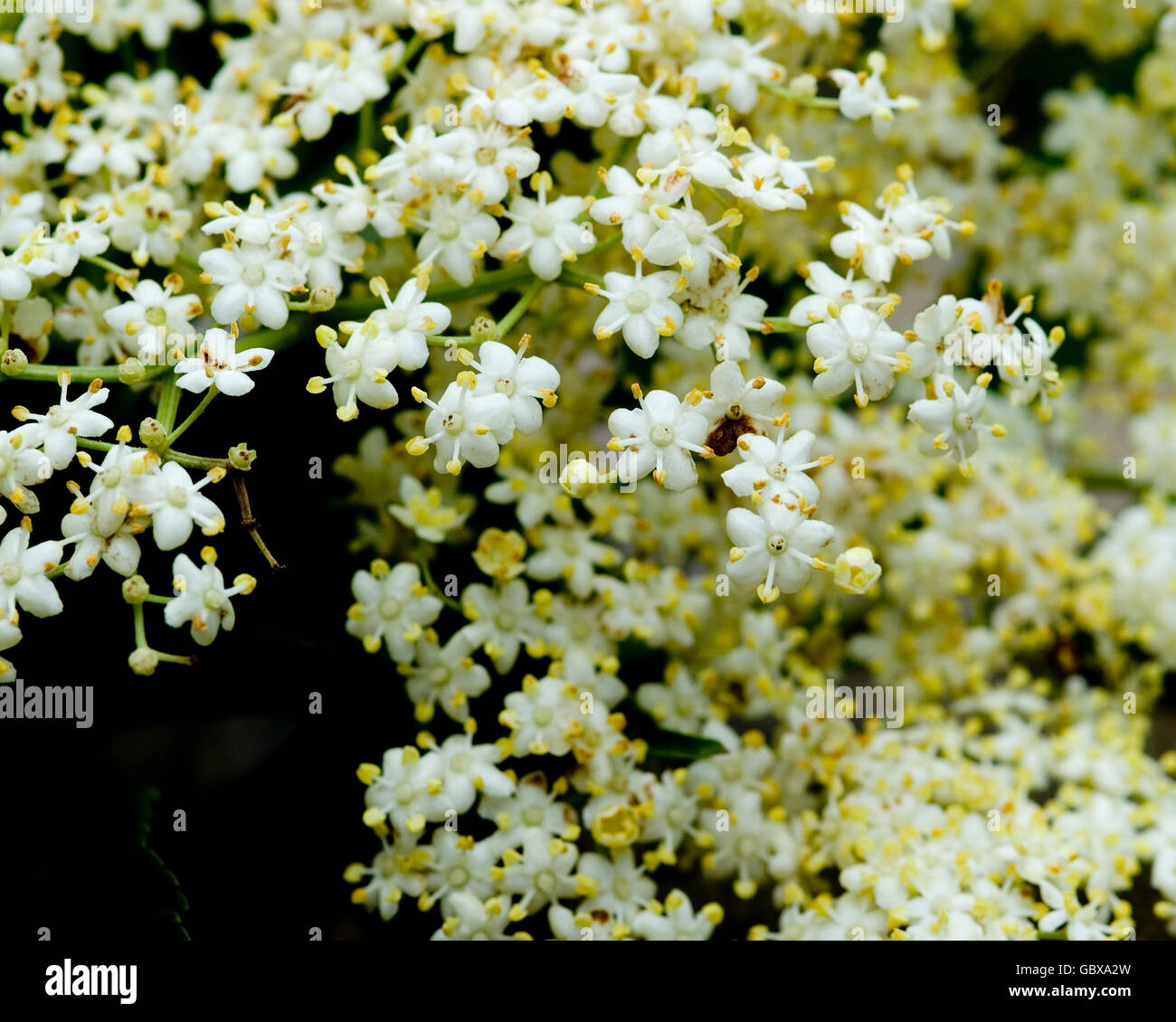 Elderflower cordial drink hi-res stock photography and images - Alamy