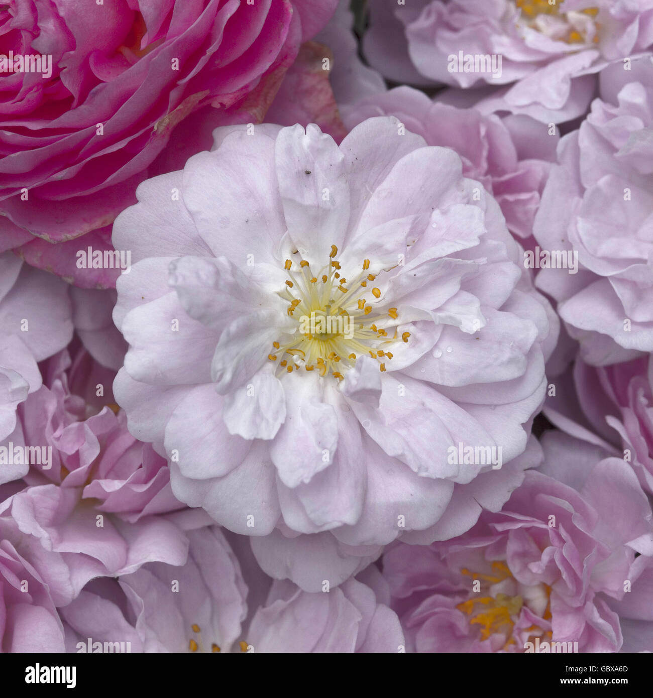 pink flower Stock Photo