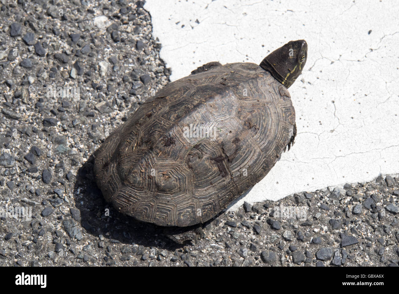 A turtle crossing the road. Stock Photo